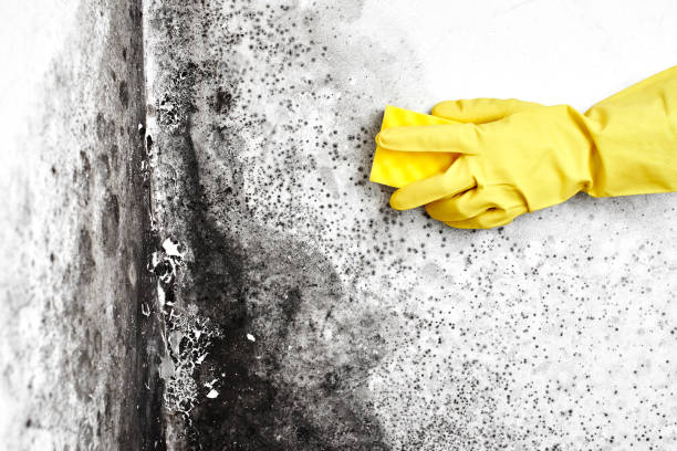 Biohazard Mold Removal in Westgate, FL