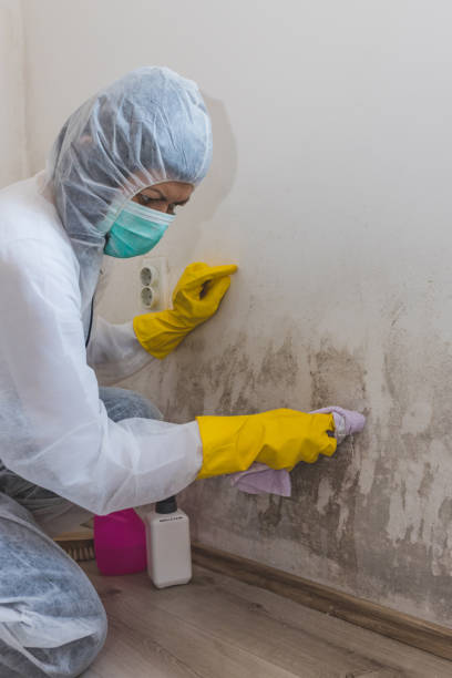 Best Black Mold Removal  in Westgate, FL