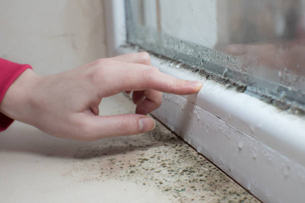 Best Biohazard Mold Removal  in Westgate, FL