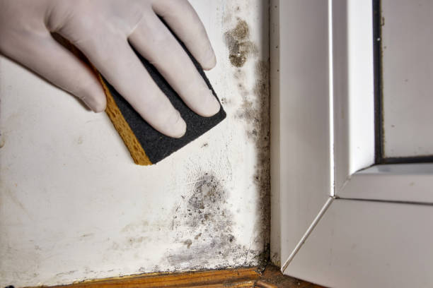 Best Mold Prevention Services  in Westgate, FL